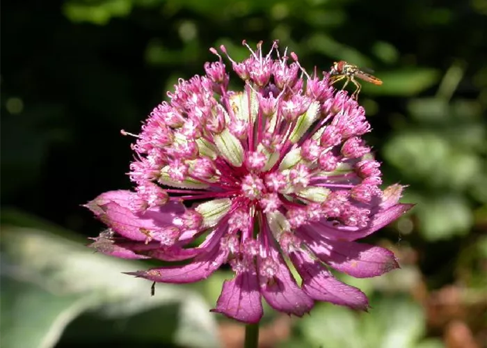 Astrantia major 'Claret'