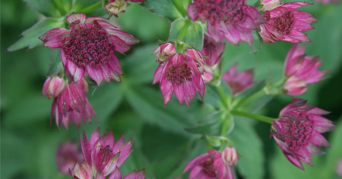 Wunderschne Bamberger Staudengarten Shop Bilder