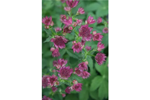 Garten-Sterndolde 'Roma'®