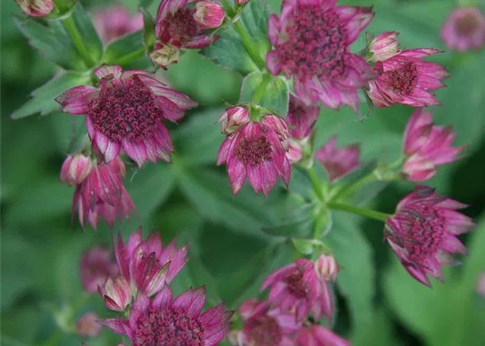 Astrantia major 'Roma' -R-