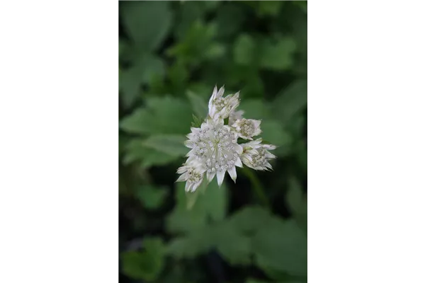 Garten-Sterndolde 'Snow Star'®