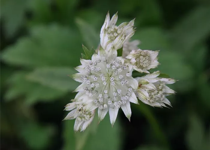Astrantia major 'Snowstar'