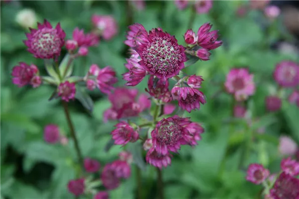 Garten-Sterndolde 'Star of Beauty'®