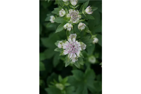 Garten-Sterndolde 'Star of Billion'®