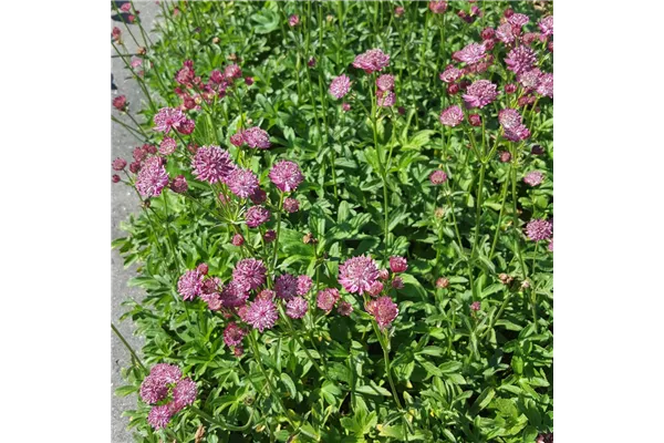 Garten-Sterndolde 'Venice'®