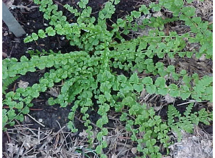 Wendeltreppen-Frauenfarn 'Frizelliae'