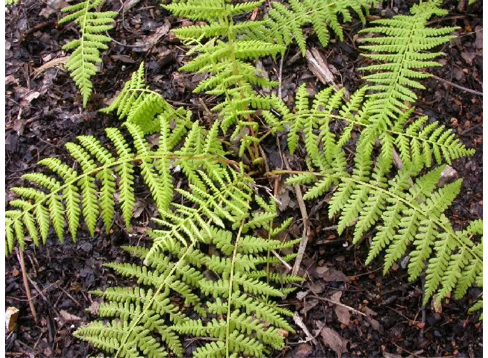 Rotstieliger Frauenfarn 'Rotstiel'