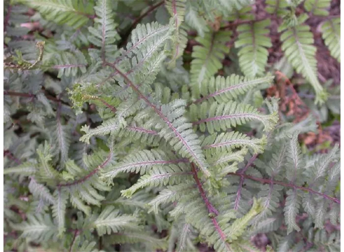 Regenbogenfarn 'Metallicum'