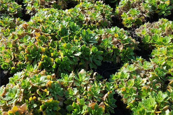 Garten-Blaukissen 'Alba'