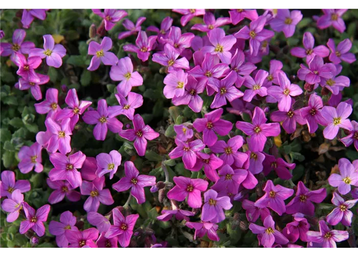 Aubrieta x cult.'Red Carpet'