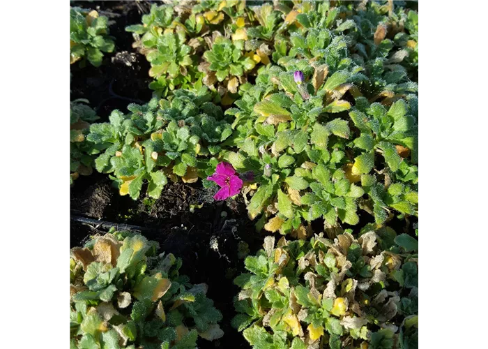 Aubrieta x cult.'Rubinfeuer'