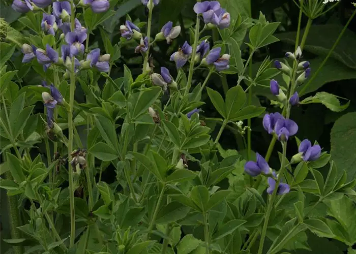 Baptisia australis