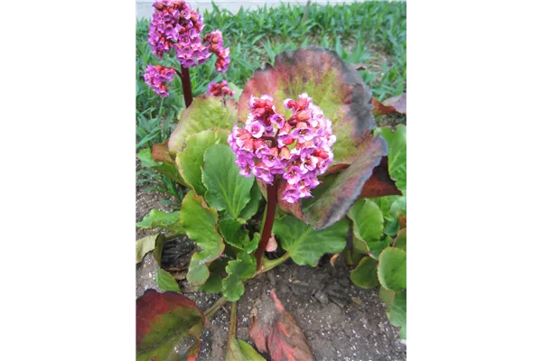 Garten-Bergenie 'Morgenröte'