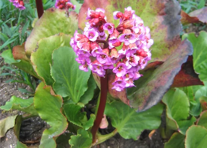 Bergenia cordifolia 'Morgenröte'