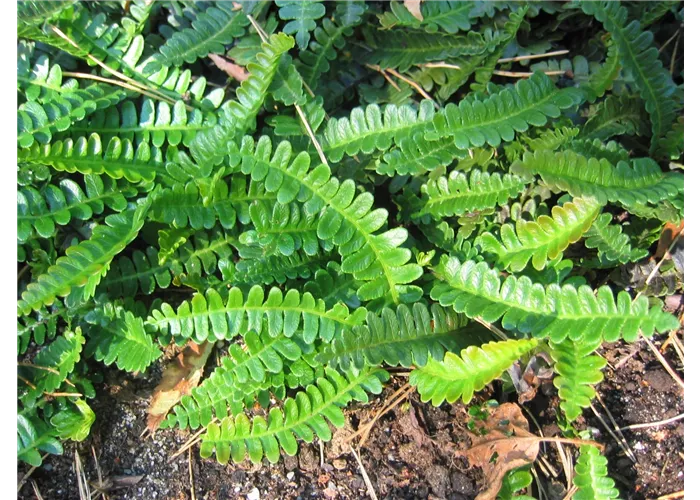 Blechnum penna-marina