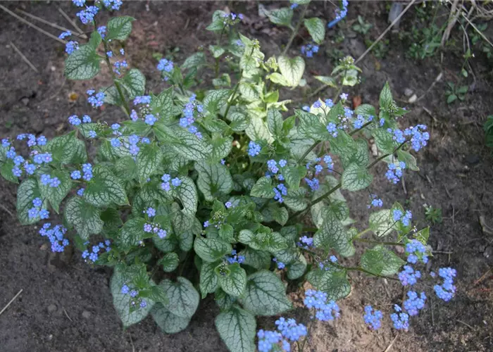 Brunnera macrophylla 'Jack Frost' -R-