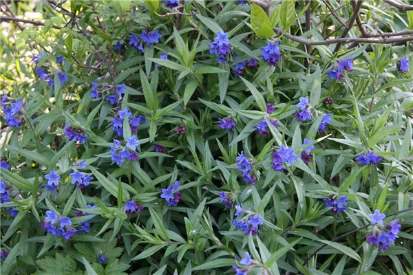 Purpurblauer Steinsame