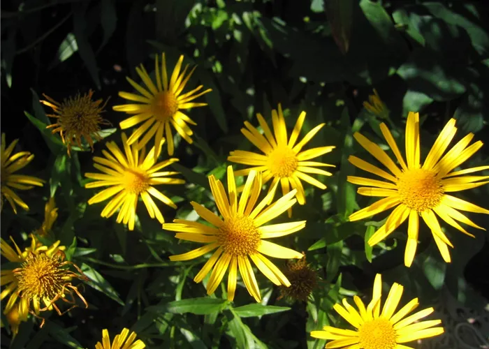Buphthalmum salicifolium