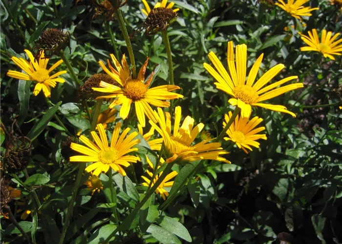 Buphthalmum salicifolium 'Alpengold'