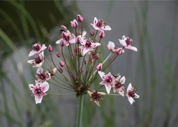 Butomus umbellatus