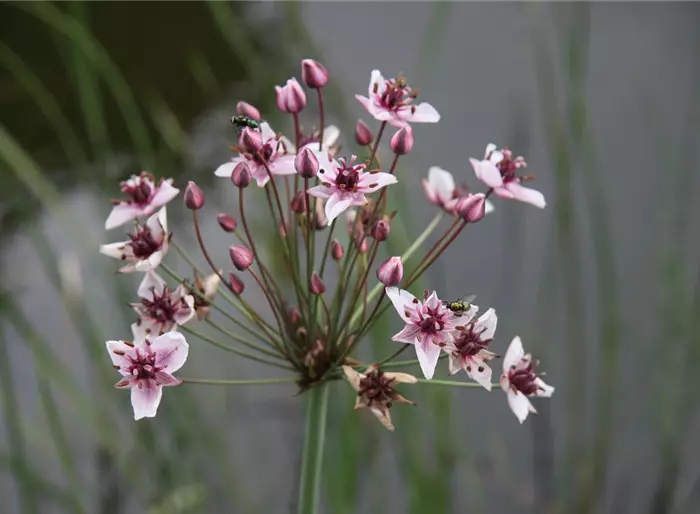 Schwanenblume