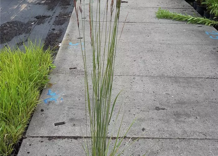 Calamagrostis x acutiflora 'Overdam'