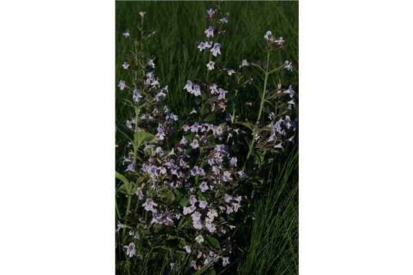 Kleinblütige Garten-Bergminze 'Blue Cloud'
