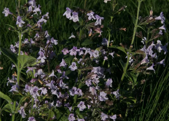 Calamintha nepeta 'Blue Cloud'