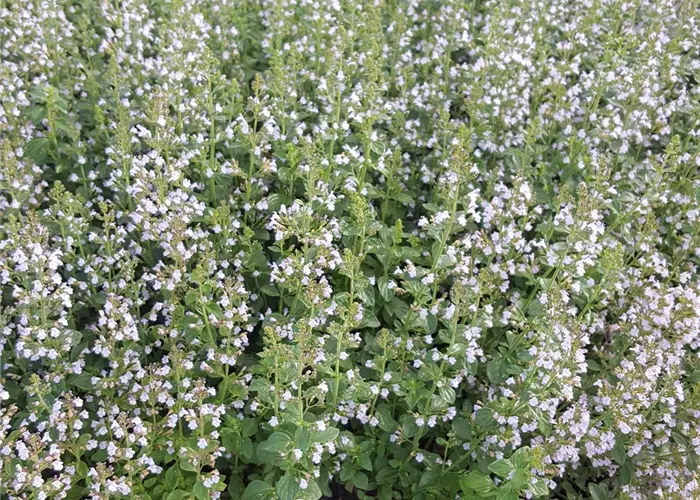 Calamintha nepeta 'Triumphator'