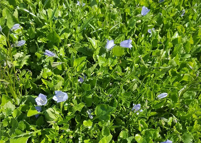 Campanula cochleariifolia 'Bavaria Blue'