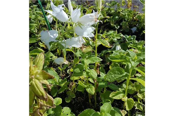 Breitblättrige Garten-Glockenblume 'Alba'