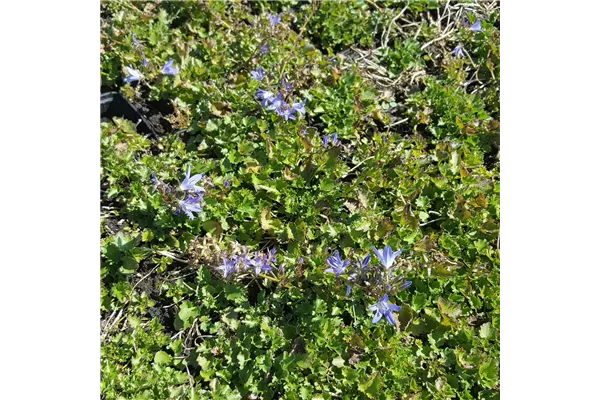 Garten-Hängepolster-Glockenblume 'Stella'