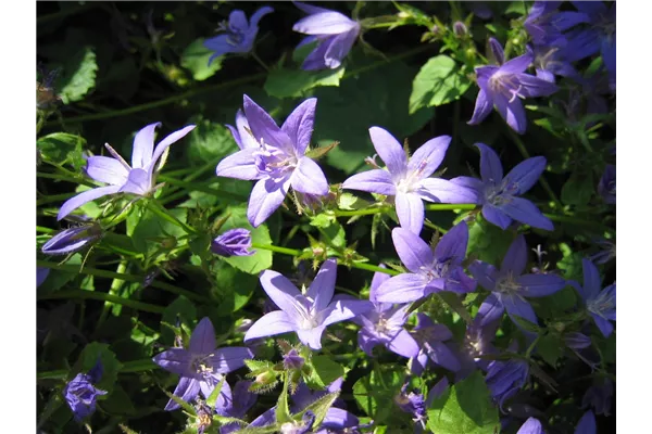 Garten-Hängepolster-Glockenblume 'Blauranke'