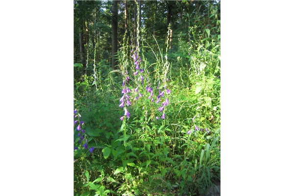 Acker-Glockenblume