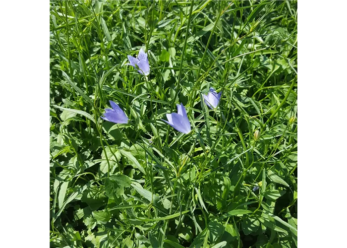 Campanula rotundifolia 'Olympica'