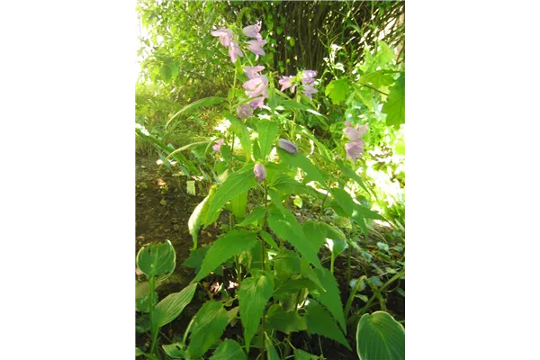 Nesselblättrige Glockenblume