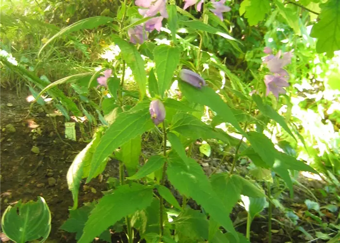 Campanula trachelium