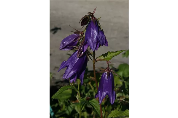 Großblütige Garten-Glockenblume 'Kent Belle'
