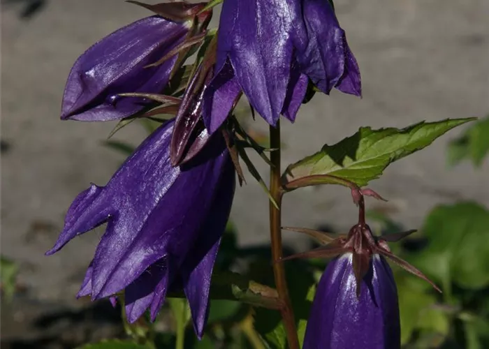 Campanula x punctata 'Kent Belle'
