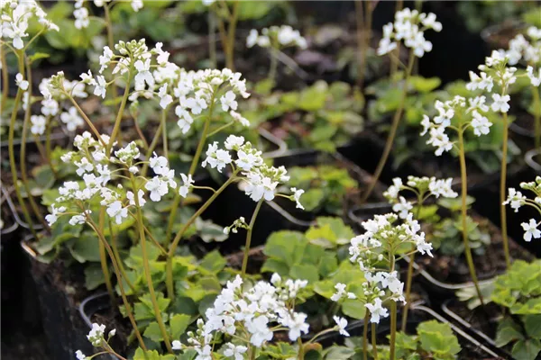 Kleeblättriges Schaumkraut