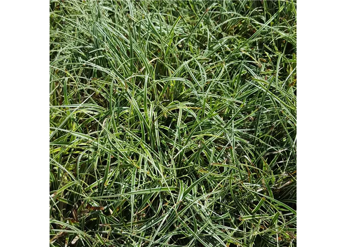 Carex conica 'Snowline'