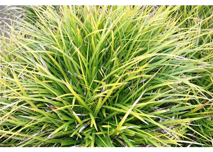 Carex morrowii