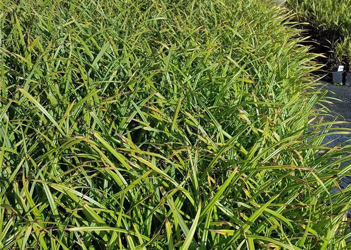 Carex pendula