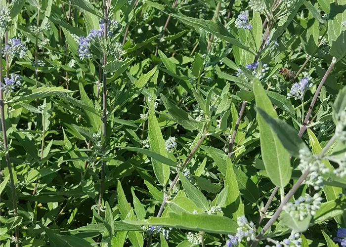 Caryopteris clandonensis 'Dark Knight'