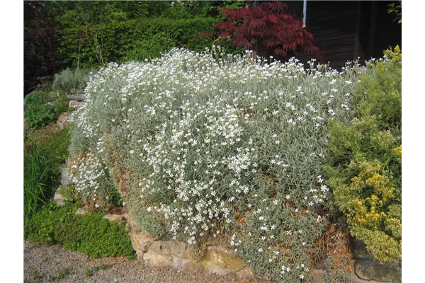 Niedriges Hornkraut