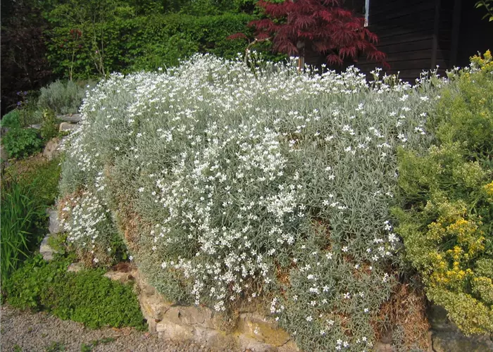 Cerastium tomentosum var.tomentosum