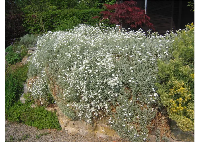 Cerastium tomentosum var.tomentosum