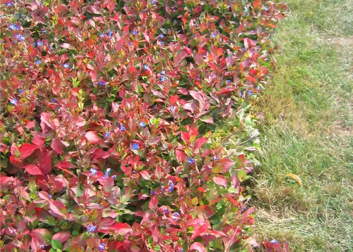 Ceratostigma plumbaginoides