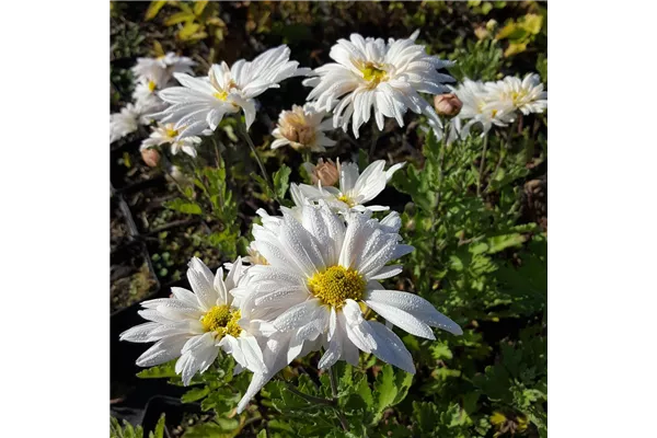 Garten-Winteraster 'Edelweiß'®