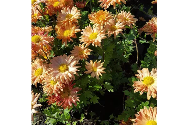 Garten-Winteraster 'Kleiner Bernstein'